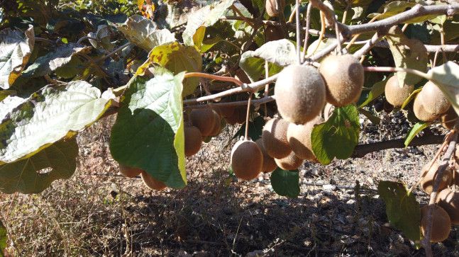 Adana Saimbeyli’de kivi hasadı yapıldı