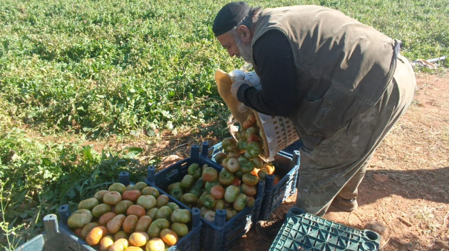 Adana’da açık alanda yetiştirilen güz domatesinde hasat başladı