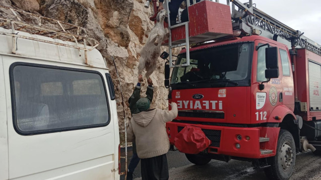 Osmaniye’de kayalıklarda mahsur kalan 3 keçiyi itfaiye kurtardı