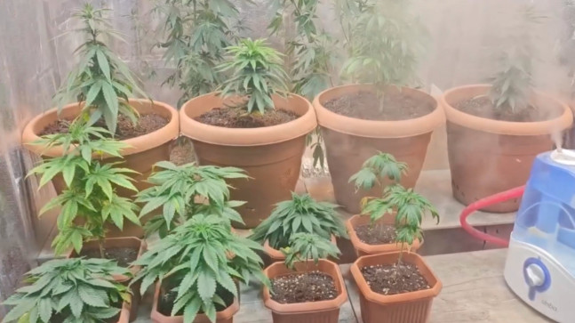 Adana’da evinde iklimlendirme sistemiyle kenevir yetiştiren zanlı düzenlenen operasyonla yakalandı