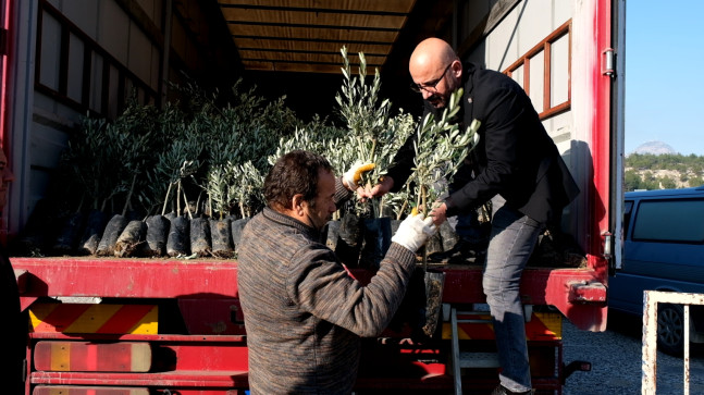 Mersin Mut’ta 570 çiftçiye 17 bin zeytin fidanı dağıtıldı