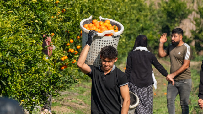 Adana’da hasadı süren mandalina, dalında kilogramı 16-18 liradan alıcı buluyor