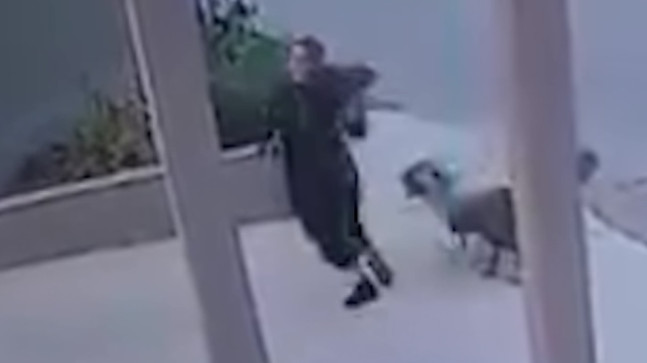 Mersin’de sahipsiz köpekler yolda yürüyen bir kadına saldırdı