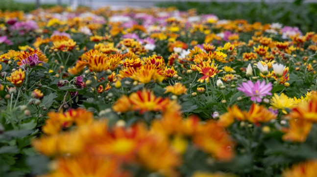 Çukurova’da çiçekler Sevgililer Günü’ne hazır