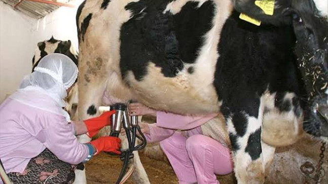 ÇİĞ SÜT ÜRETİCİLERİ KRİZDE! “MALİYETLER ARTTI GELİRLER ERİYOR”