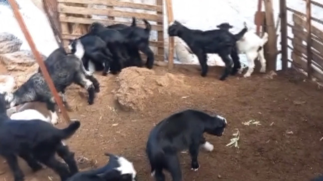 Mersin’de sahipsiz köpekler 30 küçükbaş hayvanı telef etti