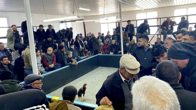 Bahisçilerin dövüştürdüğü 38 horoz, Mersin polisinin 2 aylık takibiyle kurtarıldı