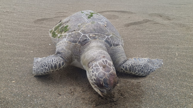 Samandağ’da sahilde ölü caretta caretta bulundu