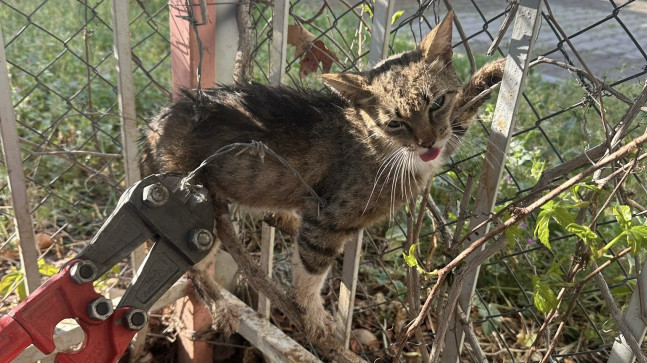 Mersin’de tel örgüye takılan kediyi itfaiye ekibi kurtardı