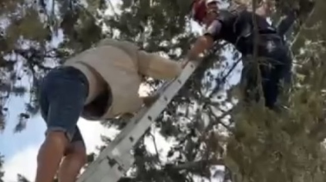 ADANA’DA BİR KİŞİ AĞAÇTA MAHSUR KALAN KEDİYİ KURTARMAK İSTERKEN AĞAÇTA MAHSUR KALDI! AĞAÇTA MAHSUR KALAN KİŞİYİ VE KEDİYİ İTFAİYE KURTARDI…