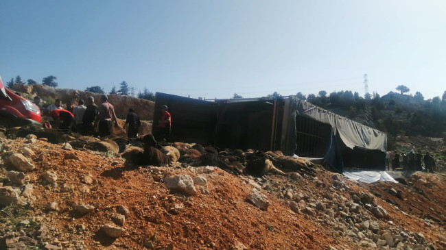 MERSİN’DE TIRIN DEVRİLMESİ SONUCU 60 KÜÇÜKBAŞ HAYVAN TELEF OLDU