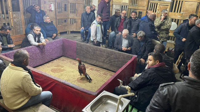 ADANA’DA HOROZ DÖVÜŞTÜREN 32 KİŞİYE 205 BİN 600 LİRA CEZA