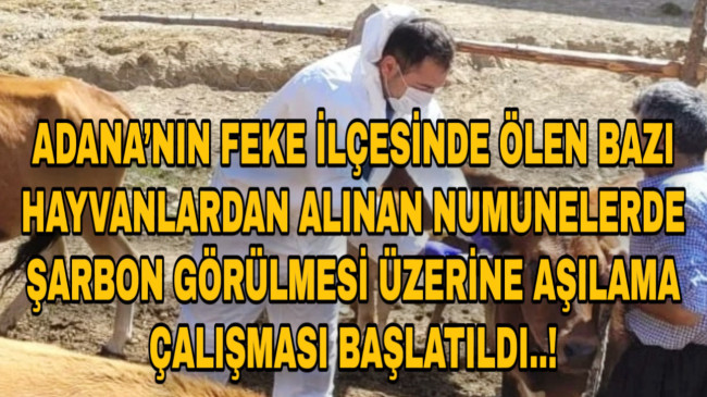 ADANA’NIN FEKE İLÇESİNDE ÖLEN BAZI HAYVANLARDAN ALINAN NUMUNELERDE ŞARBON GÖRÜLMESİ ÜZERİNE AŞILAMA ÇALIŞMASI BAŞLATILDI..!