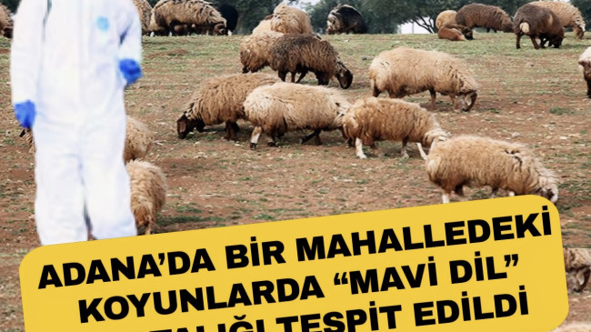 ADANA’DA BİR MAHALLEDEKİ KOYUNLARDA “MAVİ DİL” HASTALIĞI TESPİT EDİLDİ