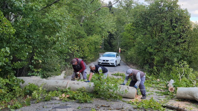 Adana’nın Pozantı ilçesinde, tabiat parkındaki iki ağaç şiddetli rüzgar nedeniyle yola devrildi.