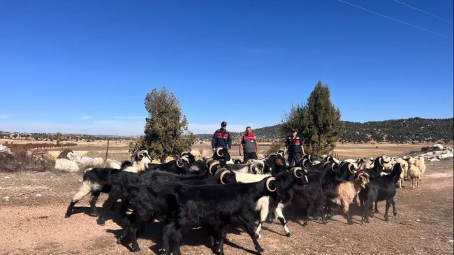 Mersin’de ormanda kaybolan 40 küçükbaş hayvanı jandarma buldu