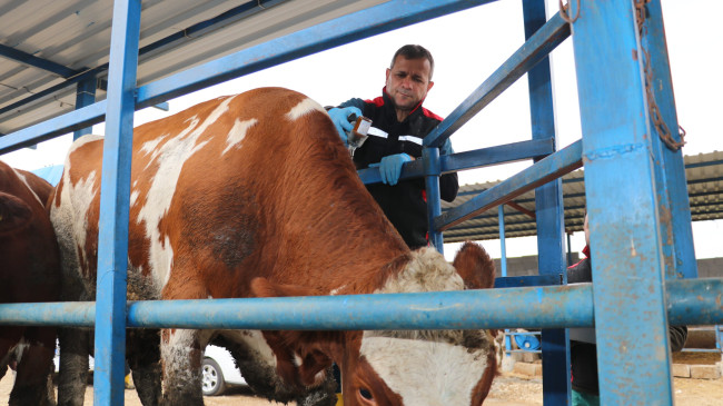 AŞILAMA DÖNEMİNİN ARTMASIYLA ADANA’DA BU YIL ŞAP HASTALIĞI VAKASI GÖRÜLMEDİ