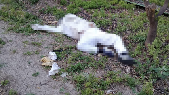 ADANA’DA ARININ SOKTUĞU KİŞİ HAYATINI KAYBETTİ