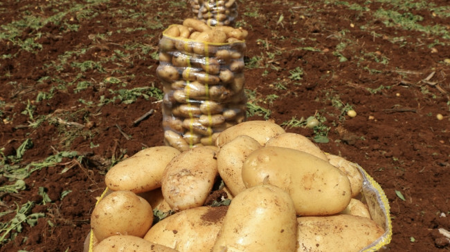 Türkiye’nin önemli tarımsal üretim merkezlerinden Adana’da erkenci patates hasadı başladı