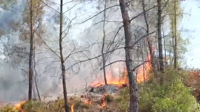 Adana’nın İmamoğlu İlçesinde orman yangını çıktı