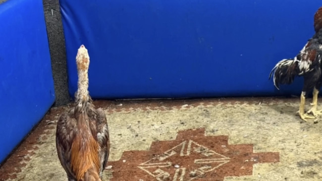 Adana’da horoz dövüştüren 5 kişiye 46 bin 235 lira ceza