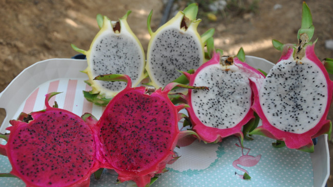 Mersin’de örtü altında yetiştirilen ejder meyvesinde hasat mesaisi başladı