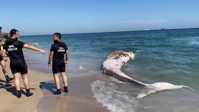 Mersin’de 4 yıl önce gömülen Fin balinasının iskeleti bilimsel çalışma için çıkarılacak