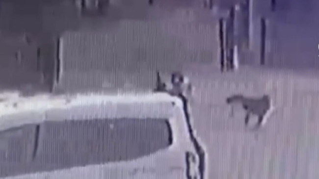 Adana’da sahipsiz köpeklerin çocuğu kovalaması güvenlik kamerasında