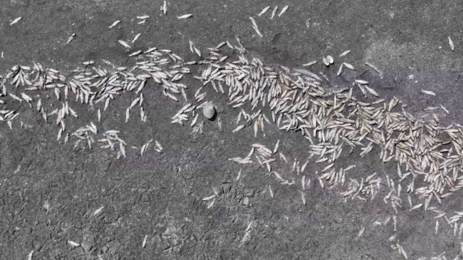 Gaziantep’te Tahtaköprü Barajı’nda su seviyesinin düşmesiyle çok sayıda balık öldü…