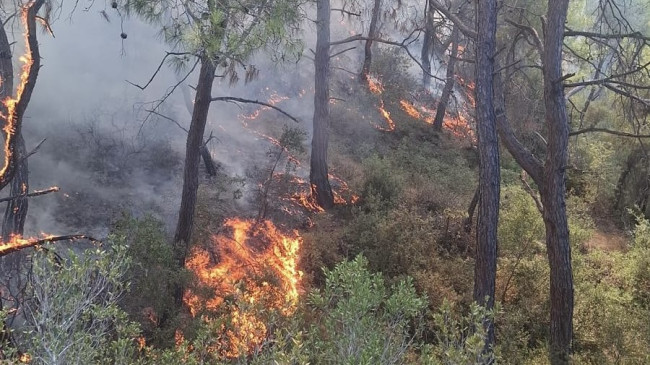 Adana’nın Sarıçam ilçesinde çıkan orman yangını kontrol altına alındı
