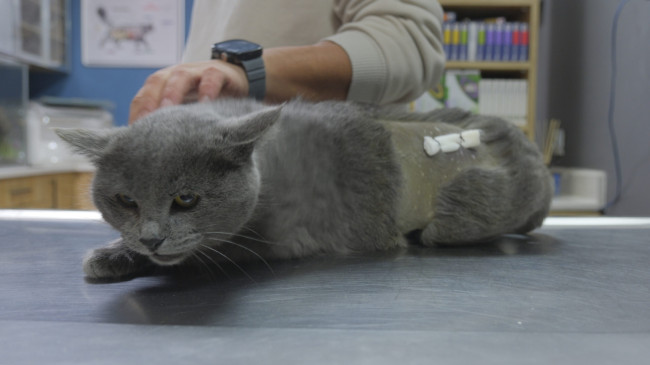İştahsız kedinin kalçasından mermi çekirdeği çıkarıldı!