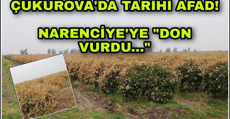 ÇUKUROVA’DA TARİHİ AFAD!  NARENCİYE’YE “DON VURDU…”