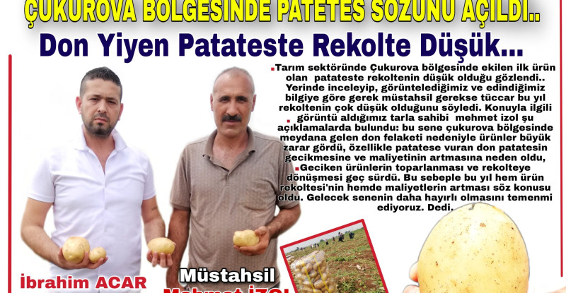 DON YİYEN PATATESTE REKOLTE DÜŞÜK