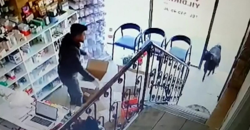 ADANA’DA İNATÇI KEÇİNİN ECZANEYE GİRMESİ, ECZACIYA ŞAŞKINLIK YAŞATTI