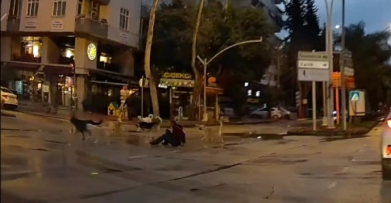ADANA’DA SAHİPSİZ KÖPEKLERİN YAYAYA SALDIRMASI KAMERAYA YANSIDI