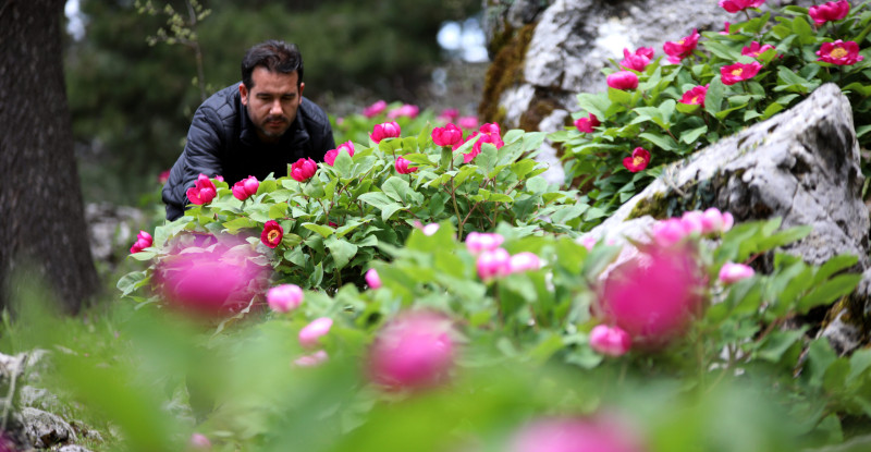 YILDA 10 GÜN AÇAN “YÖRÜK GÜLÜ”NÜ KOPARANA 244 BİN LİRA CEZA