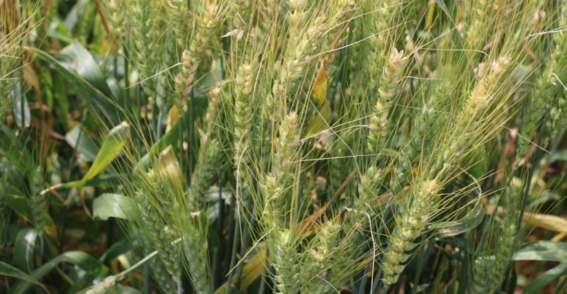 KOZAN’DA BU YIL 100 BİN TON BUĞDAY REKOLTESİ BEKLENİYOR