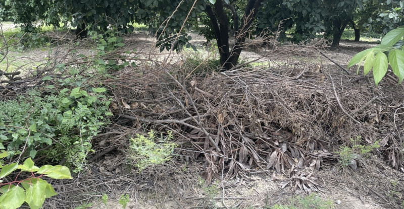 ADANA’DA 35 YAŞINDAKİ BİR KİŞİ HURMA BAHÇESİNDE ÖLÜ BULUNDU