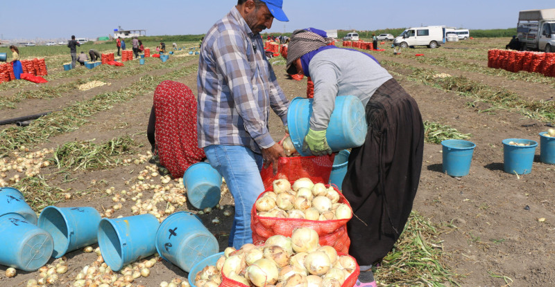 ÇUKUROVA’DA HASADIN YAYGINLAŞMASIYLA SOĞANIN FİYATI DÜŞÜYOR