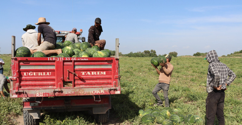 TESCİLLİ ADANA KARPUZUNDA HASAT BAŞLADI