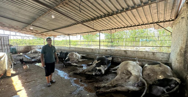 ADANA’DA 10 BÜYÜKBAŞ HAYVAN ELEKTİRİK AKIMINA KAPILARAK TELEF OLDU