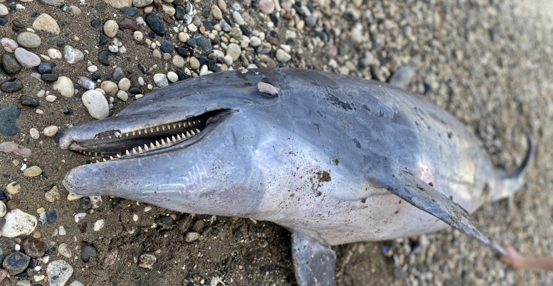 MERSİN’DE ÖLÜ ŞİŞE BURUNLU YUNUS KIYIYA VURDU