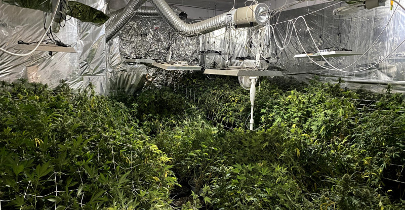 MERSİN’DE EVİNİN BAHÇESİNDE İKLİMLENDİRME SİSTEMİYLE KENEVİR YETİŞTİREN ZANLI YAKALANDI