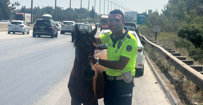 ADANA’DA OTOYOLDA TRAFİĞİ TEHLİKEYE DÜŞÜREREK SAHİPSİZ DOLAŞAN AT, YAKALANARAK BARINAĞA TESLİM EDİLDİ
