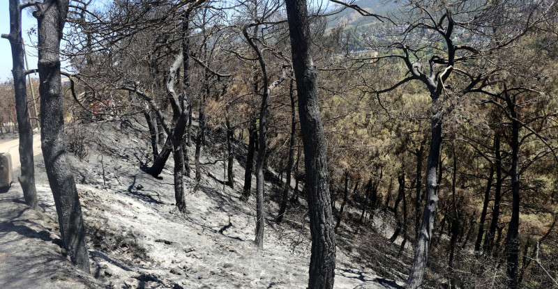 HATAY’DA ORMAN YANGININDA ZARAR GÖREN ALANLAR GÖRÜNTÜLENDİ