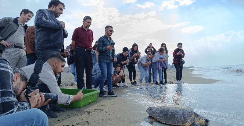 HATAY’DA DALMA VE BESLENME SORUNU YAŞAYAN CARETTA CARETTA TEDAVİSİNİN ARDINDAN DENİZE BIRAKILDI