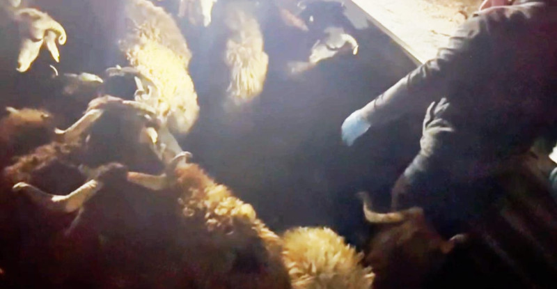 ADANA’DA KÜÇÜKBAŞ HAYVAN YÜKLÜ TIRDA 123 KİLOGRAM SENTETİK UYUŞTURUCU ELE GEÇİRİLDİ