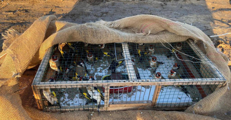 ADANA’DA SAKA KUŞU AVLAYAN KİŞİYE 40 BİN 816 LİRA CEZA KESİLDİ