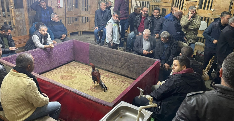 ADANA’DA HOROZ DÖVÜŞTÜREN 32 KİŞİYE 205 BİN 600 LİRA CEZA