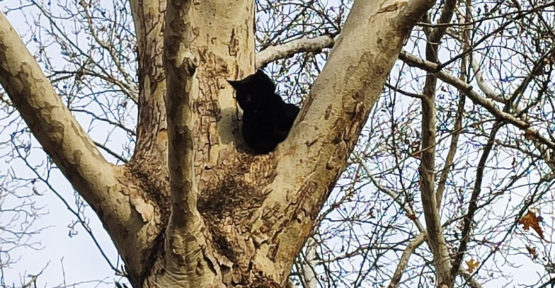 ADANA’DA AĞAÇTA MAHSUR KALAN KEDİ BELEDİYE EKİPLERİNCE KURTARILDI